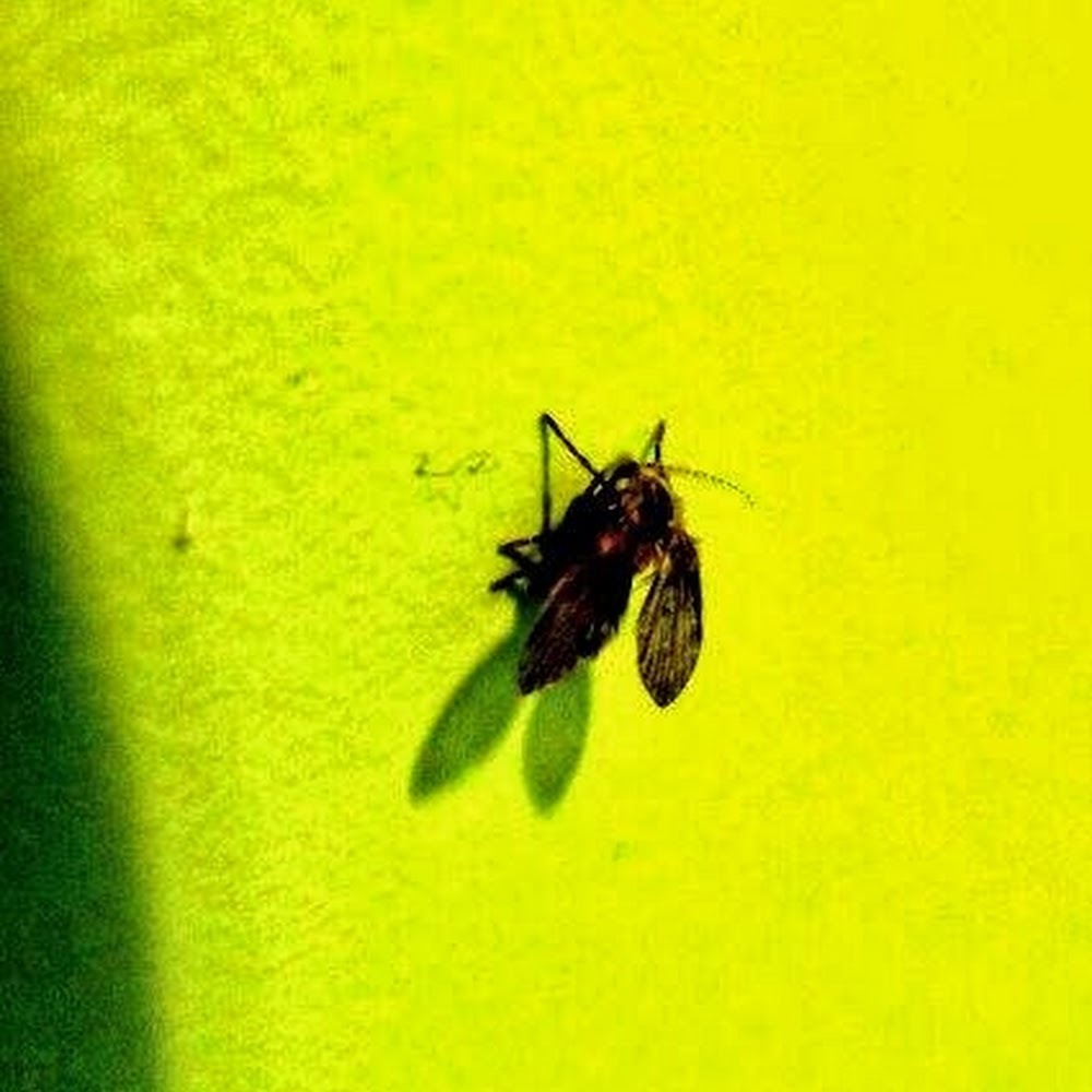 Meet your Posher, C.c.